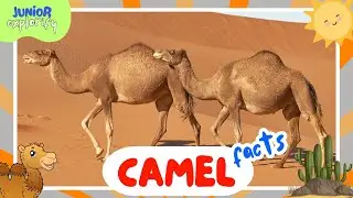 7 Interesting Facts about Camels | Learn About Camels