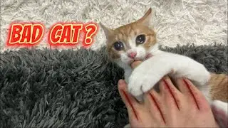 Cat bites owner HARD! and this was the result?