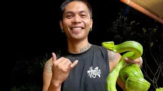 Davao City Rescued Wild Green Rat Snake