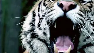 TRAILER - The Great Tiger Cub Adventure