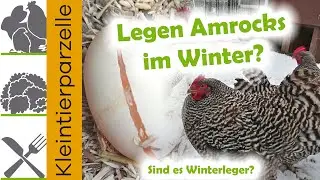 Legen Amrocks im Winter? Sind es Winterleger?