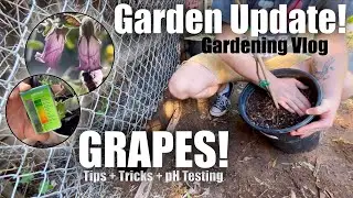 Planting Grapes, Fixing Blueberry Soil pH & Powdery Mildew Tips (Zone10b)