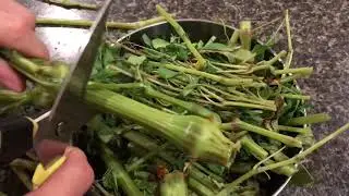How to process Jewel weed for poison ivy (also called touch me not)