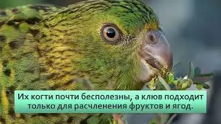 Земляной попугай  Нехочет летать зато бегает как псих