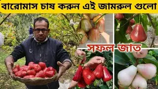 বারুইপুর জামরুল বাগান। বারোমাস অধিক ফলণশীল লাভজনক রেড, গ্রীন মিসাইল, রেড, গ্রীন আপেল,সাদা,গ্রীন লং
