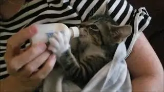 ⚪ Bottle feeding kitty cat some milk then sleeps next to German shepherd at end