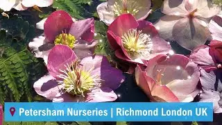 Petersham Nurseries | Richmond London England UK | A Walking Tour