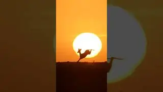 Unbelievable Animal Photos Captured with Mobile Camera - #YoutubeShorts