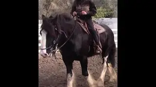 Horse training, Introducing legs to the unbroke horse with Mike Hughes, Auburn California