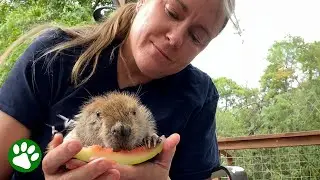 skadade b&auml;verbebisens mirakul&ouml;sa f&ouml;rvandling🦫