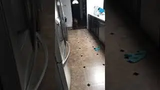 Dog goes sliding into wall chasing ball!