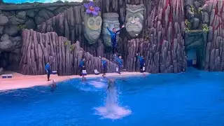 Полное шоу дельфинов (и косаток) в Chimelong Ocean Kingdom 12 августа 2025 года в 14:30