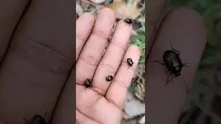 small but adorable animals, My enchanting mantis beetles and spiders #anyuniqueanimals #animals
