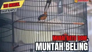 SUJUD MACUL MACUL !! MURAI BATU DOM MUNTAH BELING