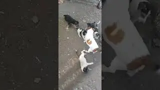 #джекрассел #жизньсобаки #rich #веселаякомпания