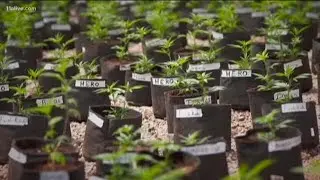 This bill would allow you to legally cultivate medical marijuana in Georgia