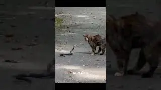 CATS FAST REFLEXES😼⚡