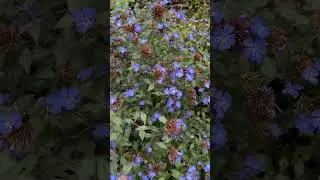All About Ceratostigma! (Plumbago)