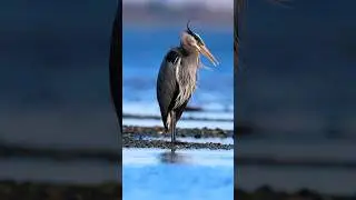 Blue Heron Cleaning: Serene Moments! #bird #birds #blueheron
