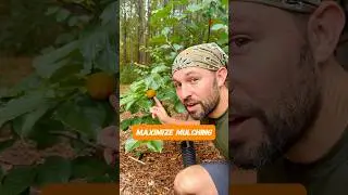 Maximize mulching this fall for your fruit trees #shorts #fruittrees #garden ing#orchard #growfruit