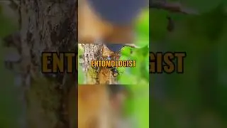 Giant Insects: When Earth Roamed with Monstrous Creatures!