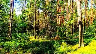 Natural Birdsong in the Forest 🌿 ASMR Nature Ambience for Sleep 🌿 Spring Forest Birdsong