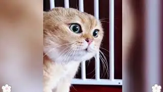 Try Not To Laugh 😅 Best Funny Cats and Dogs Videos 2026 😹🐶 Part 5