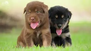 Baby Animals Young Wild Animals With Relaxing Music (Colorfully Dynamic)