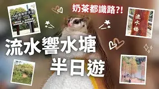 【情侶Vlog】#流水響水塘 睇 #紅葉｜我家寵物都識路｜天氣唔夠凍？｜#寵物友善 #郊野公園