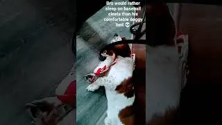 Ben the Bassett hound would rather sleep on baseball cleats than his bed 🤣 #shorts #fyp #funny