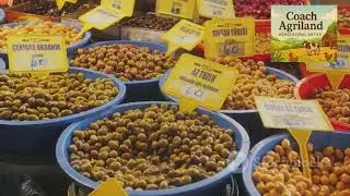 Olive cultivation introduction 1