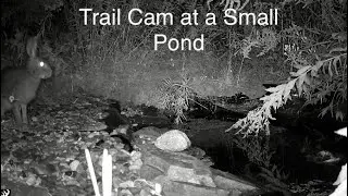 Trail Cam Video,  At a small pond -New location. Maine Sept-24