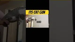 Its cat gun #cat #catshorts #reels #funny #comedy #video #shortvideo #viralvideo #billi #viralshort
