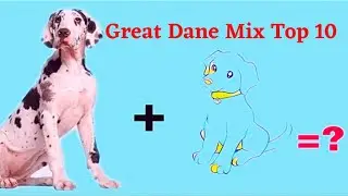 Great dane mix top 10 dog breed| pets info| great dane cross breed