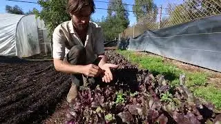 Bulls blood beets