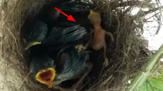 Newly hatched baby birds are not fed by their parents. bird eps 131