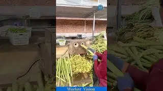 CROWN VEGETABLE MACHINE ⚙️ peel fast, slice clean, zero waste#farmtech #vegetableprocessing #wow