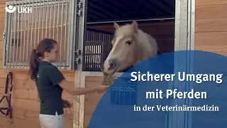 Sicherer Umgang mit Tieren in veterinärmedizinischen Hochschulkliniken - Pferde