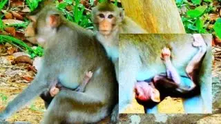 Poor Monkeys so Pathetic /TSB Love Animals