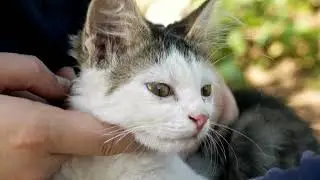 How to understand your cat better :