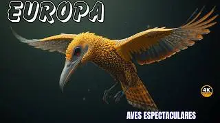 EUROPA AVES DOCUMENTAL COMPLETO