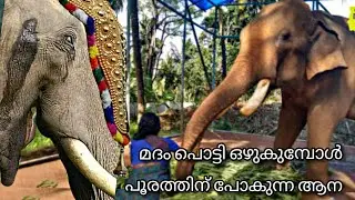 മദം പൊട്ടി ഒഴുകുമ്പോളും എഴുന്നള്ളിക്കുന്ന ആനയെ കണ്ടോ !! Sreekanteswaram Sivakumar
