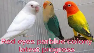 albino red eyes parblue split eno colony latest zabardast progress 👍👍👍