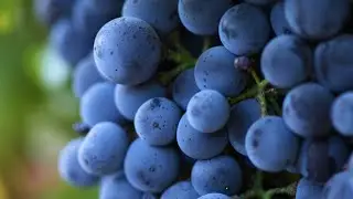 Napa & Sonoma Winery Vineyard Video Sample | Video Production Videographer Drone Pilot