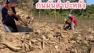 ถึง￼ฤดูเก็บเกี่ยวมัน\\ก่นมันสำปะหลัง