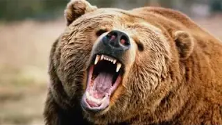 Jim Cornette on How to Wrestle a Bear