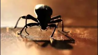 Blaps mucronata