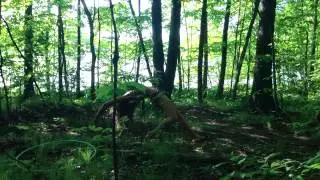 root to rise