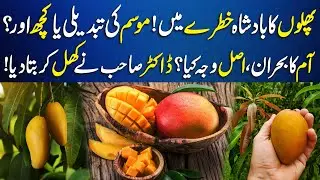 King of Fruits in Trouble: Mango Production Falling | Latest | Aik News | Pakistan Morning