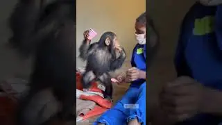 All the Pretty girls walk like this!! #chimpanzee #primaterescuecenter #primateconservation #rescue
